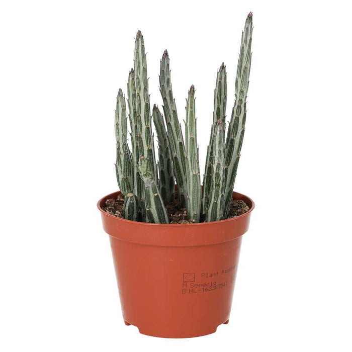 Stapelia stapeliiformis (Candle Plant)