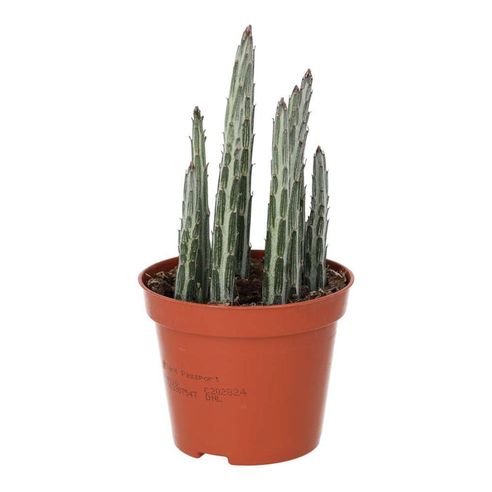 Stapelia stapeliiformis (Candle Plant)