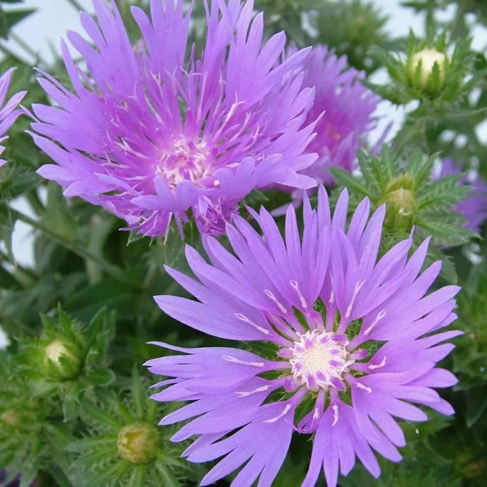 Buy Stokesia laevis 'Mel's Blue' online UK