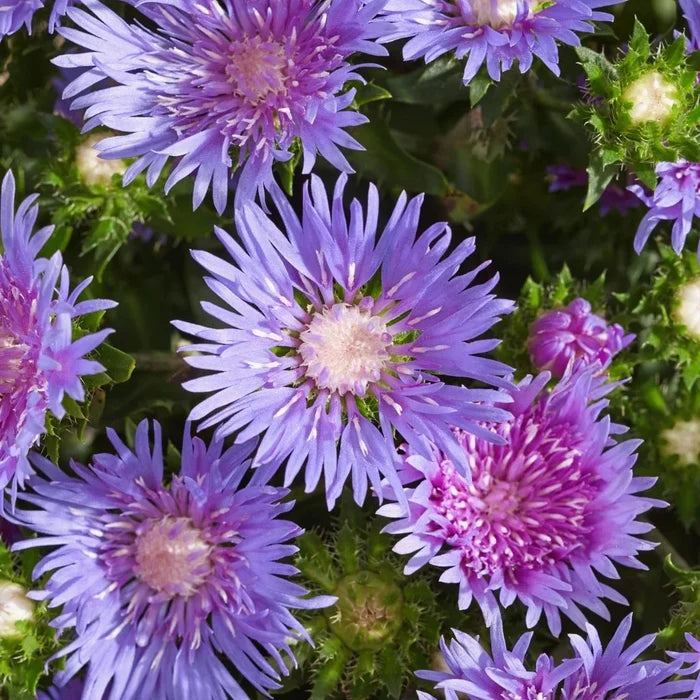 Buy Stokesia laevis 'Mel's Blue' online UK