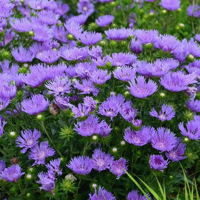 Buy Stokesia laevis 'Mel's Blue' online UK