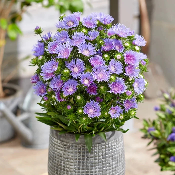 Buy Stokesia laevis 'Mel's Blue' online UK