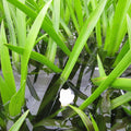 Buy Stratiotes aloides (Water Soldier) online UK