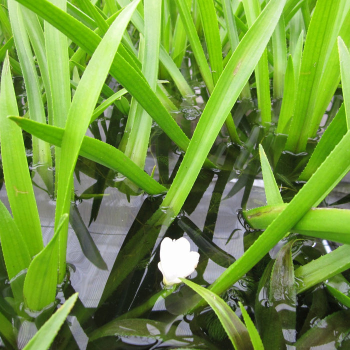 Buy Stratiotes aloides (Water Soldier) online UK