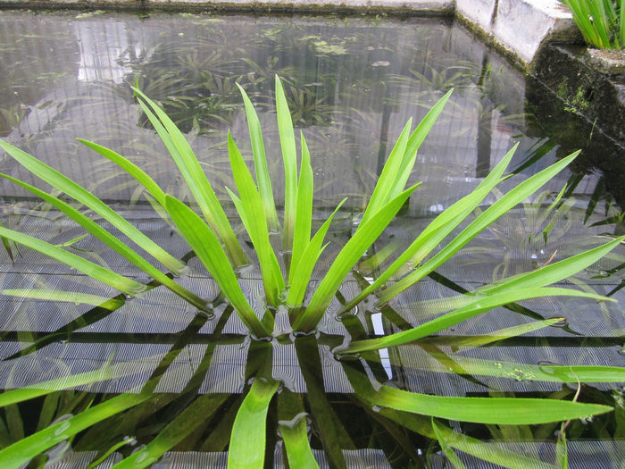 Buy Stratiotes aloides (Water Soldier) online UK