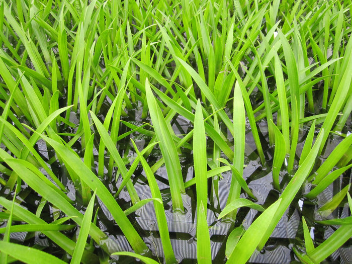 Buy Stratiotes aloides (Water Soldier) online UK