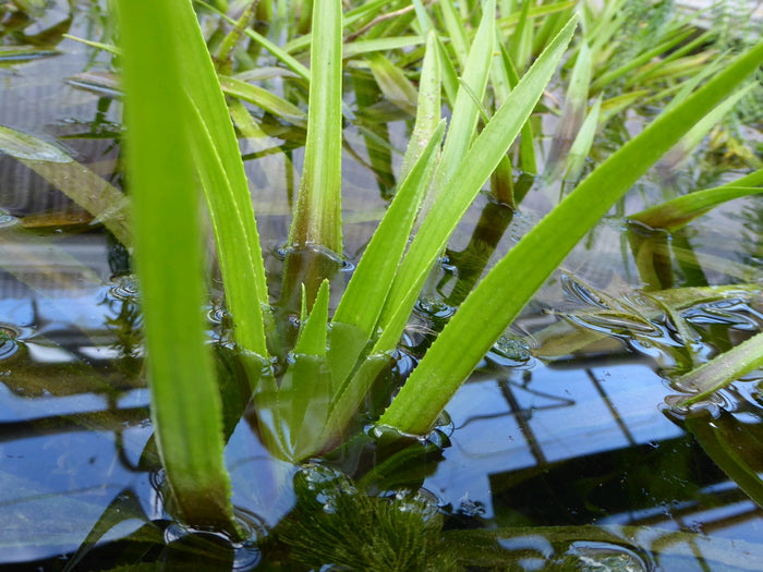 Buy Stratiotes aloides (Water Soldier) online UK