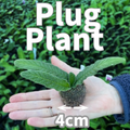 Buy Streptocarpus 6 Plug Collection online UK