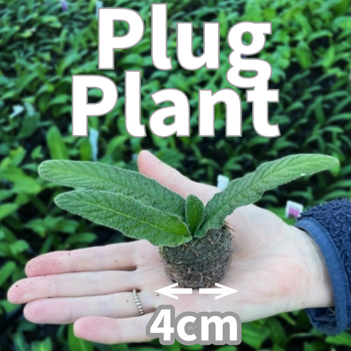 Buy Streptocarpus 6 Plug Collection online UK