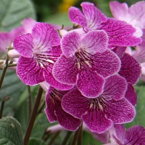 Buy Streptocarpus 'Alana' - Cape Primrose online UK