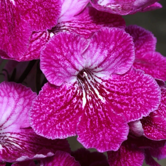 Buy Streptocarpus 'Alana' - Cape Primrose online UK