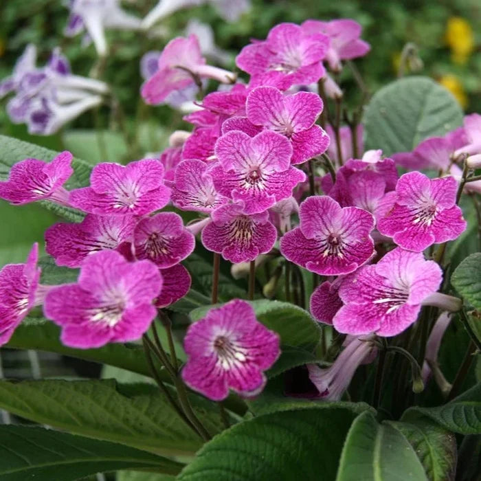 Buy Streptocarpus 'Alana' - Cape Primrose online UK