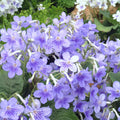 Buy Streptocarpus 'Bethan' - Cape Primrose online UK