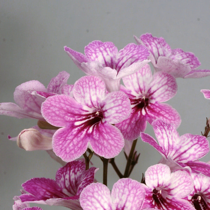 Buy Streptocarpus 'Celebration' - Cape Primrose online UK