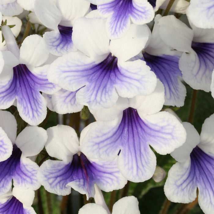 Buy Streptocarpus 'Crystal Ice' - Cape Primrose online UK