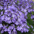 Buy Streptocarpus 'Falling Stars' - Cape Primrose online UK