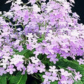 Buy Streptocarpus 'Gloria' - Cape Primrose online UK