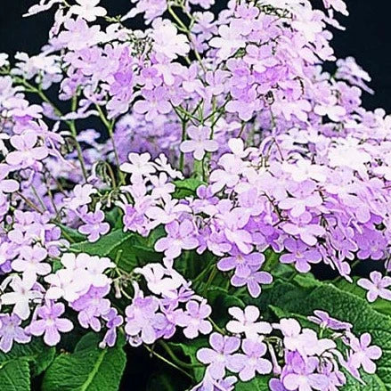 Buy Streptocarpus 'Gloria' - Cape Primrose online UK