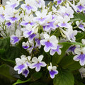 Buy Streptocarpus 'Gwen' - Cape Primrose online UK