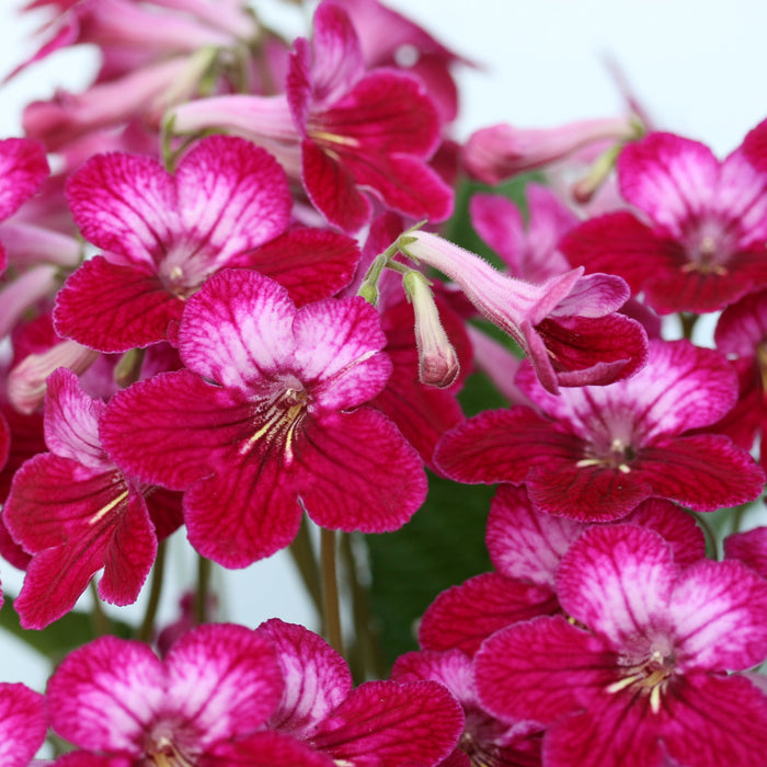 Buy Streptocarpus 'Hope' - Cape Primrose online UK