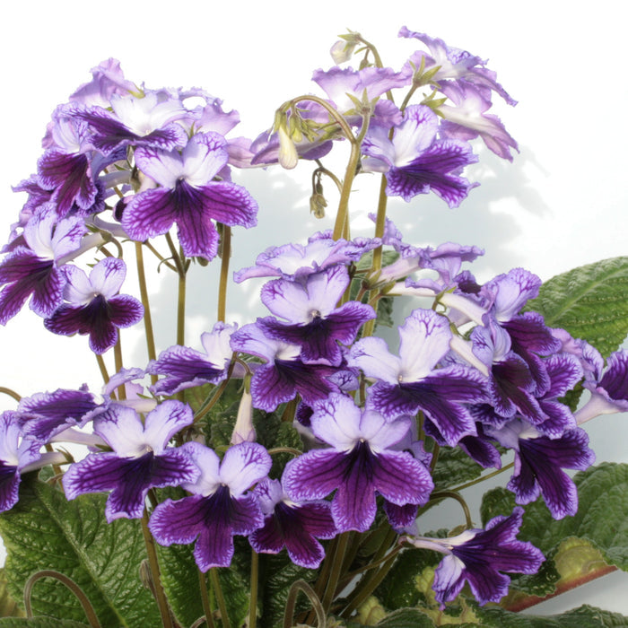 Buy Streptocarpus 'Katie' - Cape Primrose online UK