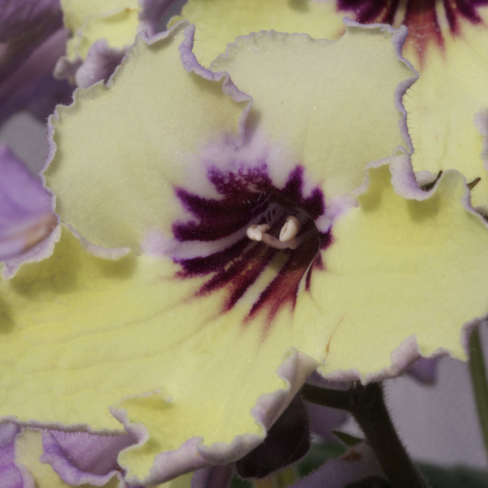 Buy Streptocarpus 'Lemon Sorbet' - Cape Primrose online UK