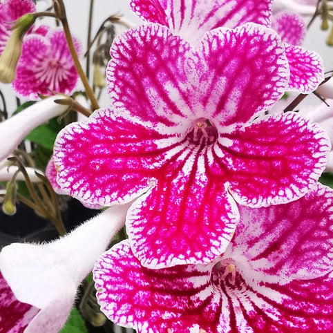 Buy Streptocarpus 'Polka Dot' Pink 12cm online UK