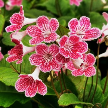 Buy Streptocarpus 'Polka Dot' Pink 12cm online UK