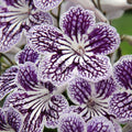 Buy Streptocarpus 'Polka Dot' Purple 12cm online UK