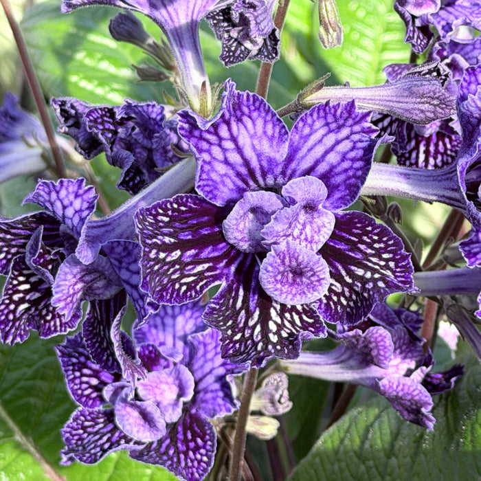Streptocarpus 'Sirius'