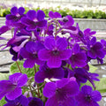 Buy Streptocarpus 'Targa' - Cape Primrose online UK
