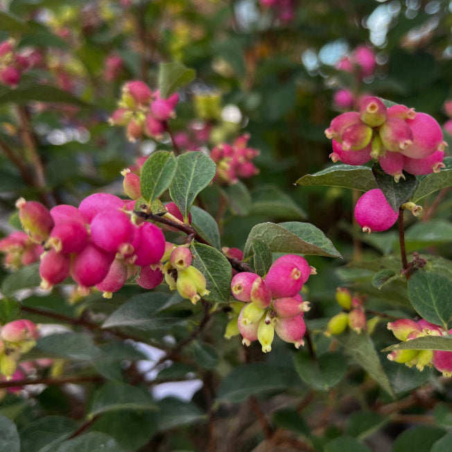 Buy Symphoricarpos 'Magical Candy' online UK