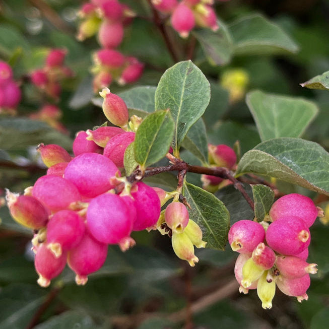 Buy Symphoricarpos 'Magical Candy' online UK