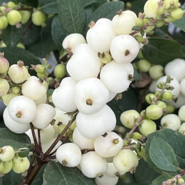 Buy Symphoricarpos 'Magical Galaxy' online UK