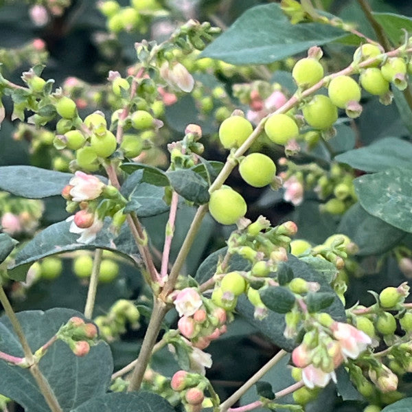Buy Symphoricarpos 'Magical Galaxy' online UK