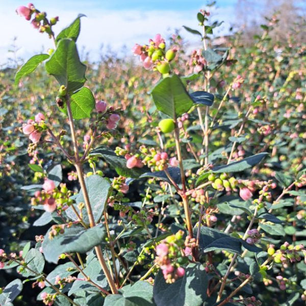 Buy Symphoricarpos 'Magical Galaxy' online UK