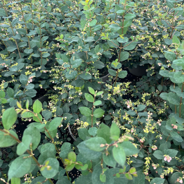 Buy Symphoricarpos 'Magical Galaxy' online UK