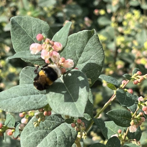 Buy Symphoricarpos 'Magical Galaxy' online UK