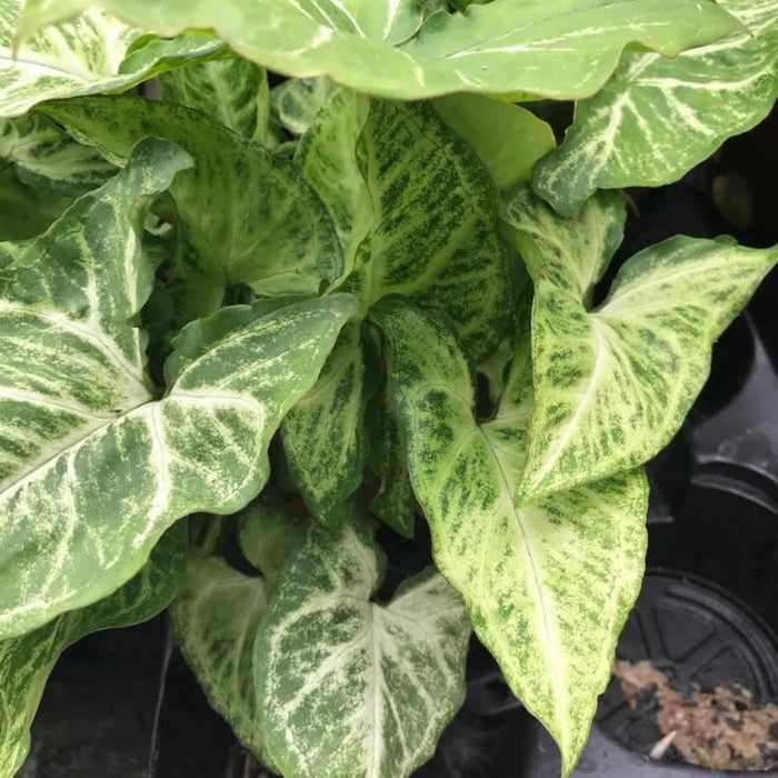 Buy Syngonium 'Arrow' online UK