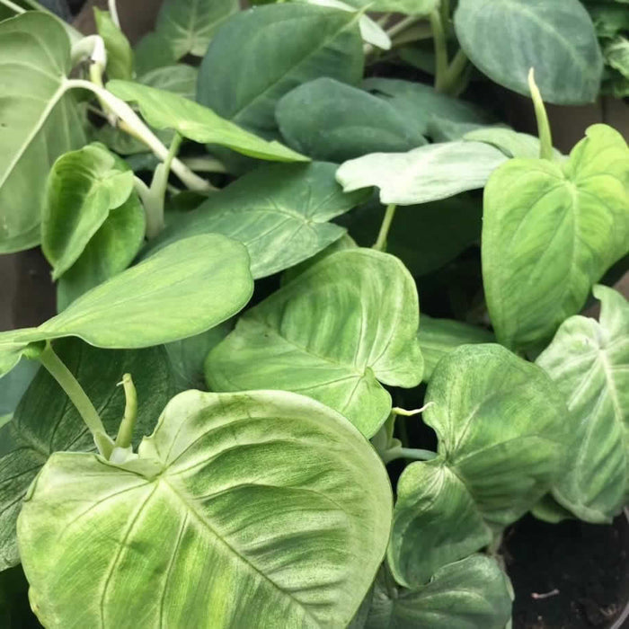 Buy Syngonium 'Ice Frost' online UK