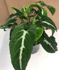 Buy Syngonium 'Silver' online UK