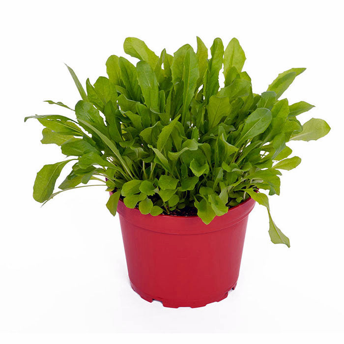 Buy Taraxacum officinale (Dandelion) online UK