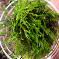 Buy Taxiphyllum alternans 'Taiwan Flame' online UK