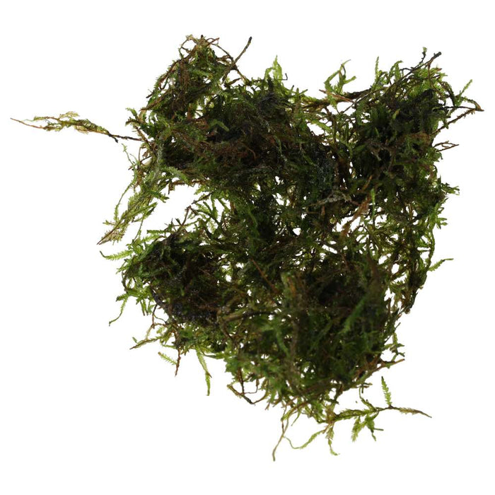 Buy Taxiphyllum alternans 'Taiwan Moss' online UK
