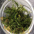 Buy Taxiphyllum alternans 'Taiwan Moss' online UK