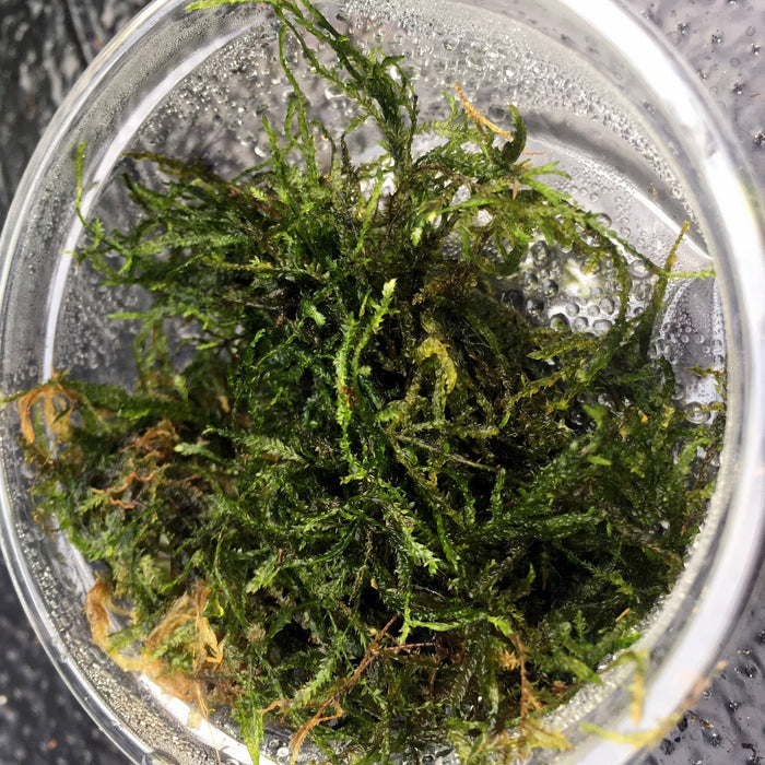 Buy Taxiphyllum alternans 'Taiwan Moss' online UK