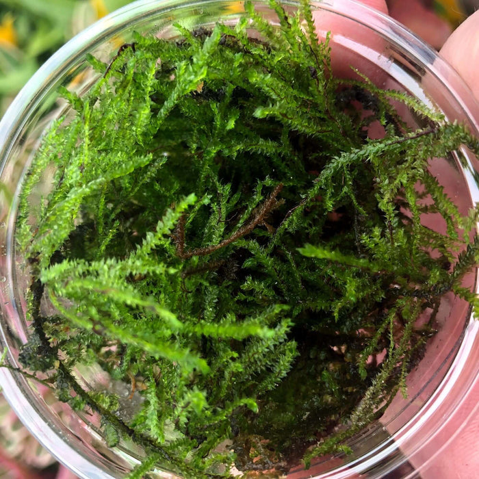 Buy Taxiphyllum barbieri (Barbieri Java Moss) online UK