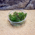 Buy Taxiphyllum 'Spiky Moss' online UK