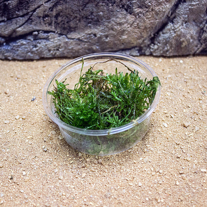 Buy Taxiphyllum 'Spiky Moss' online UK
