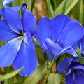 Buy Tecophilaea cyanocrocus (Chilean Blue Crocus) Bulbs online UK